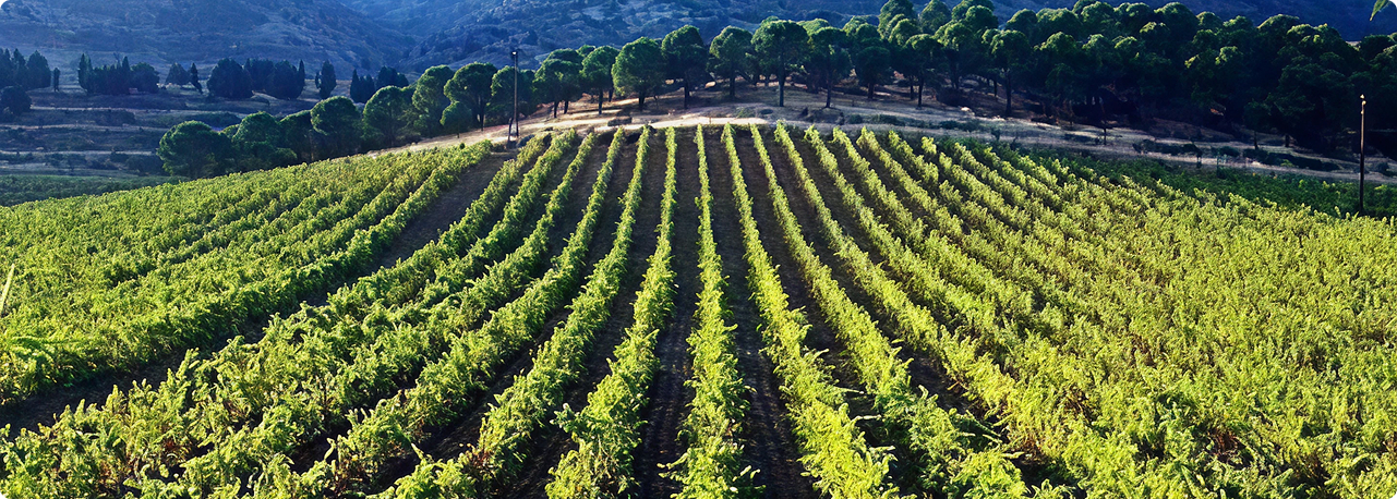 Our Journey Through the Fields